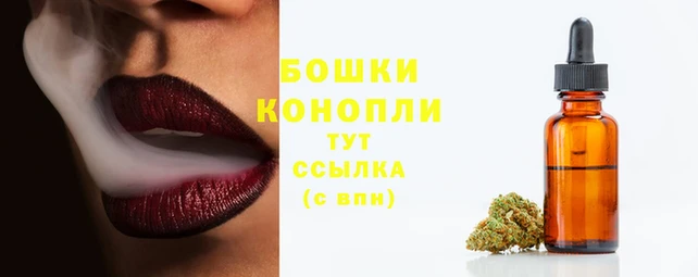 стаф Тайга